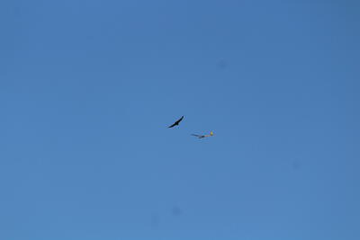 IMG 1478